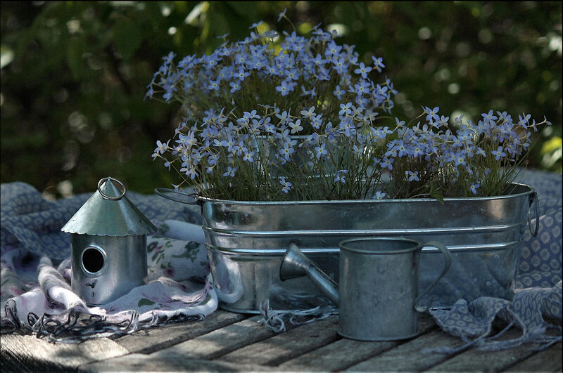 Blue Flowers in Metal Tub