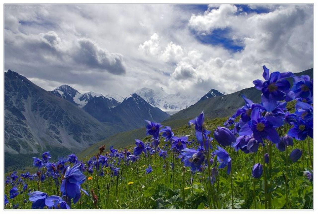 Blue flowers in mountain valley
