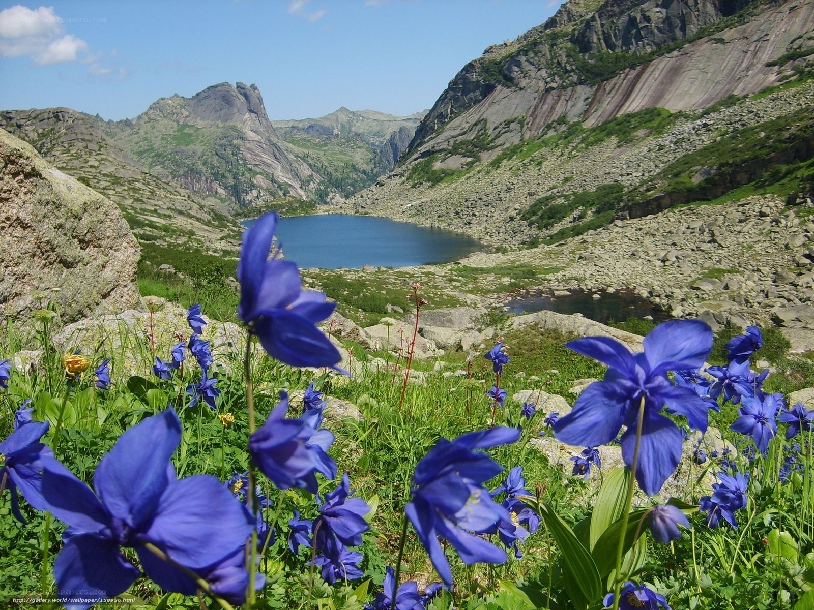 Blue flowers in mountain valley