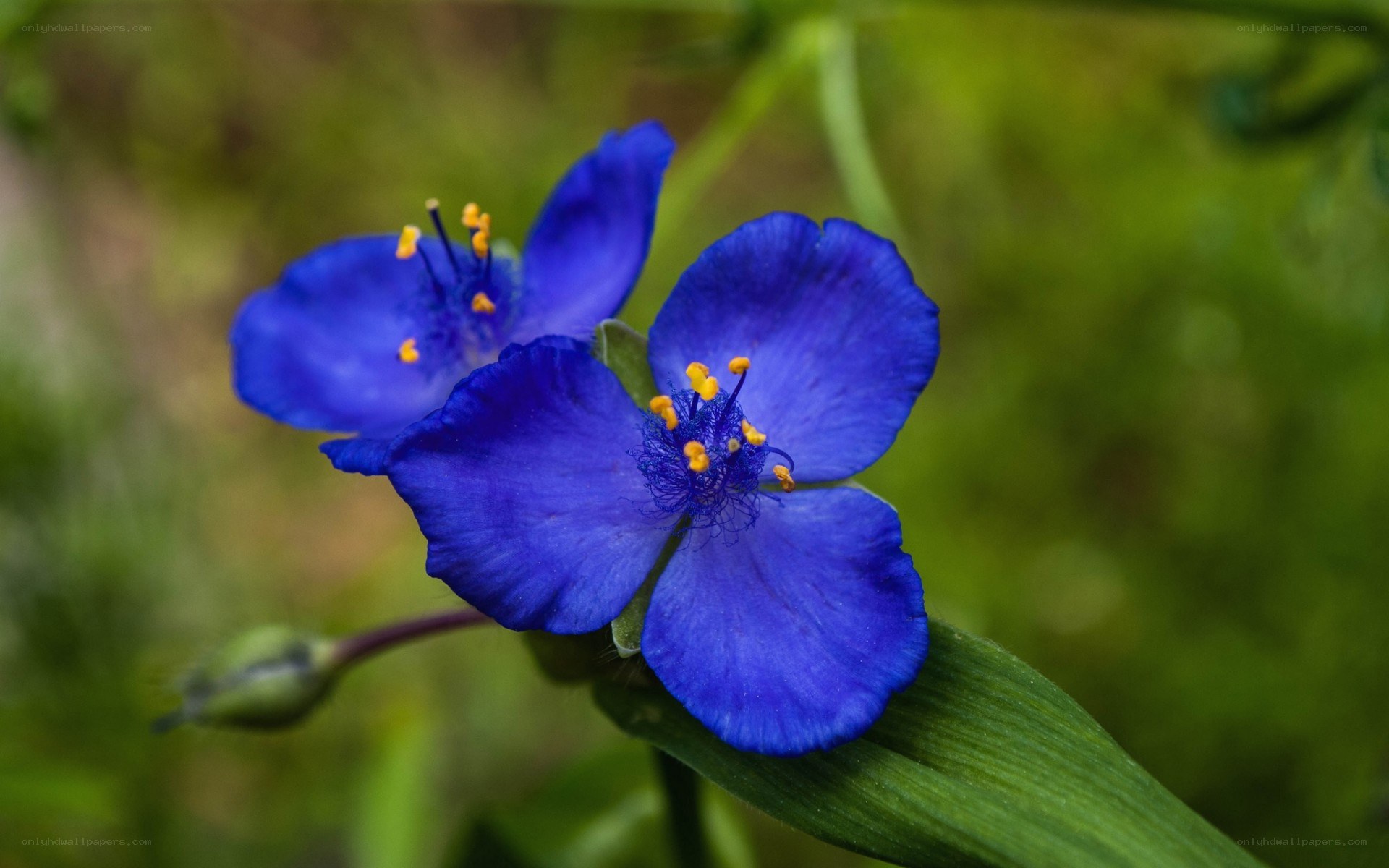 blue flowers in nature