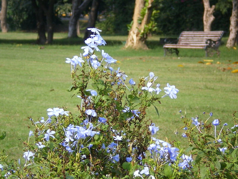 Blue Flowers in Park