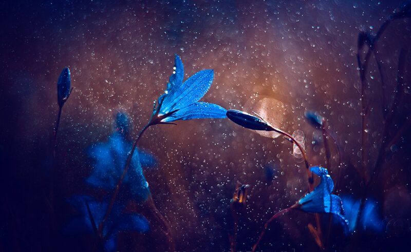 Blue Flowers in Rain