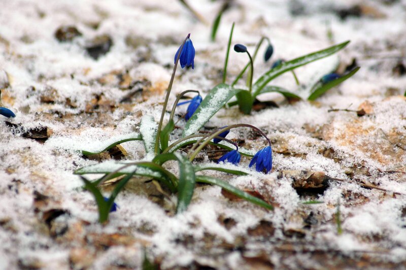Blue Flowers in Snow — Calm