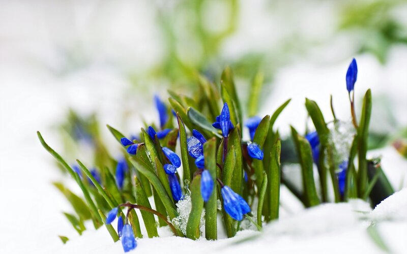 Blue Flowers in Snow — Serene