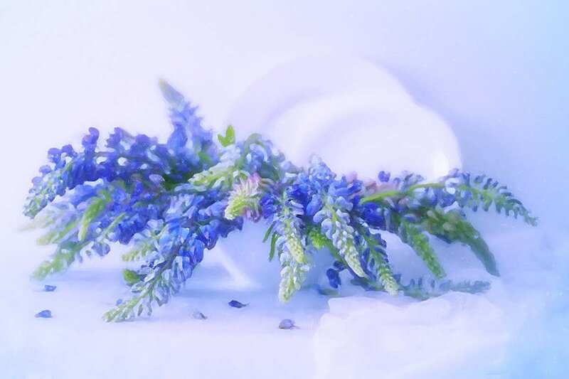 Blue Flowers in Snow — Serene, Winter