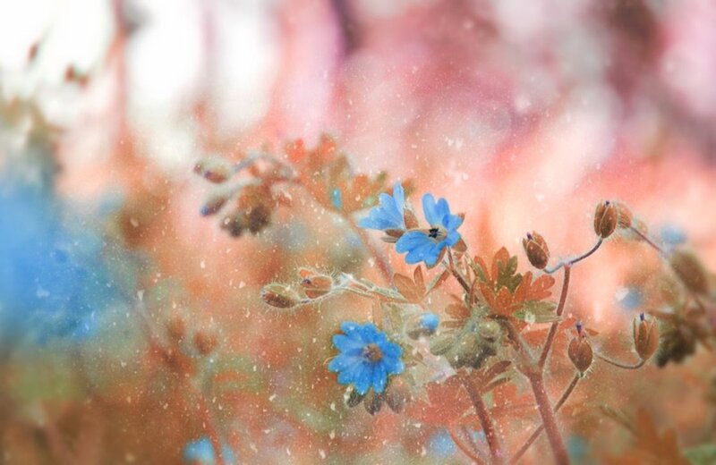Blue Flowers in Snow