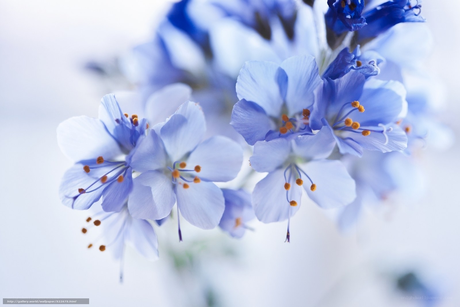 Blue flowers in soft focus
