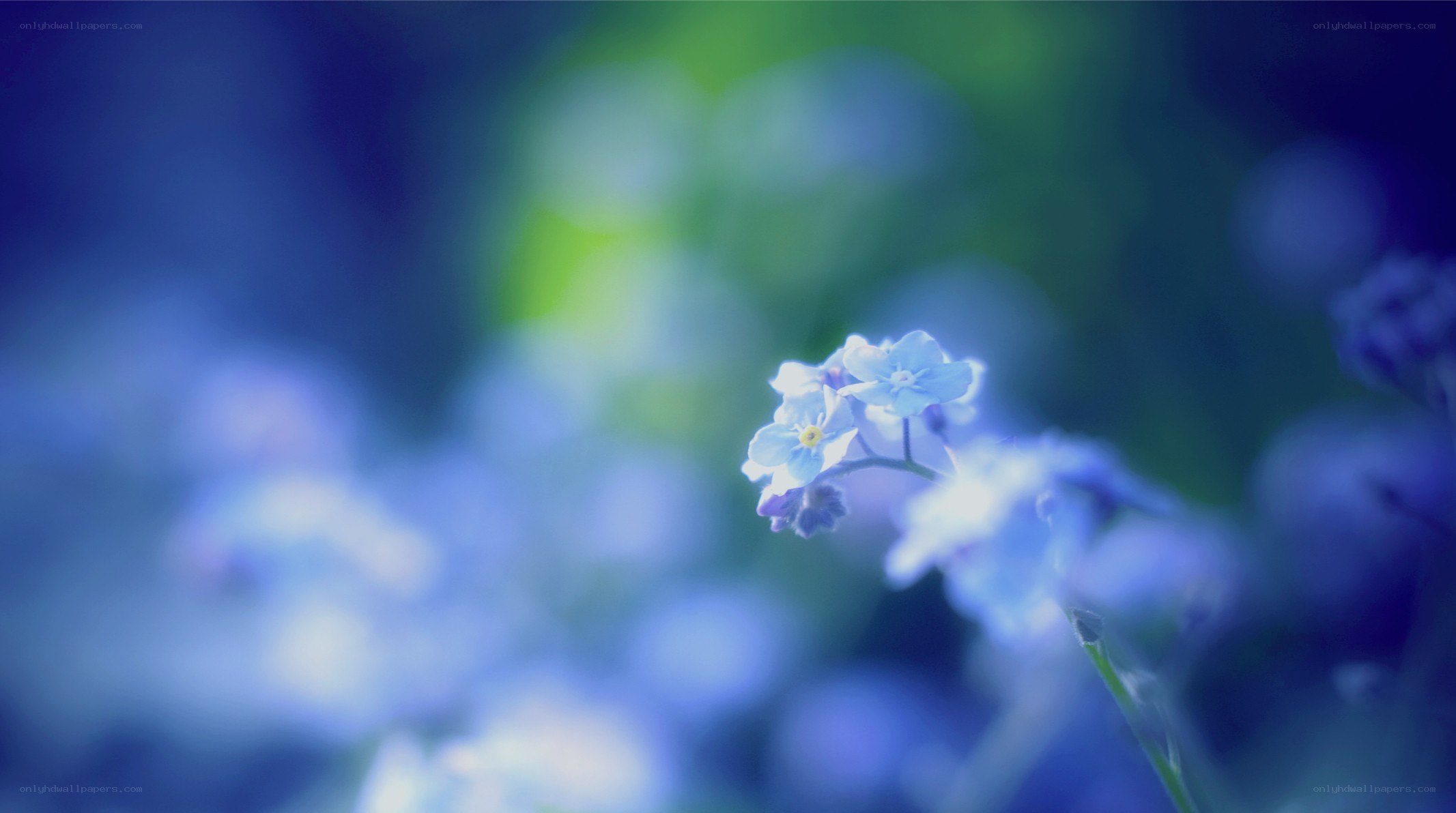 blue flowers in soft focus