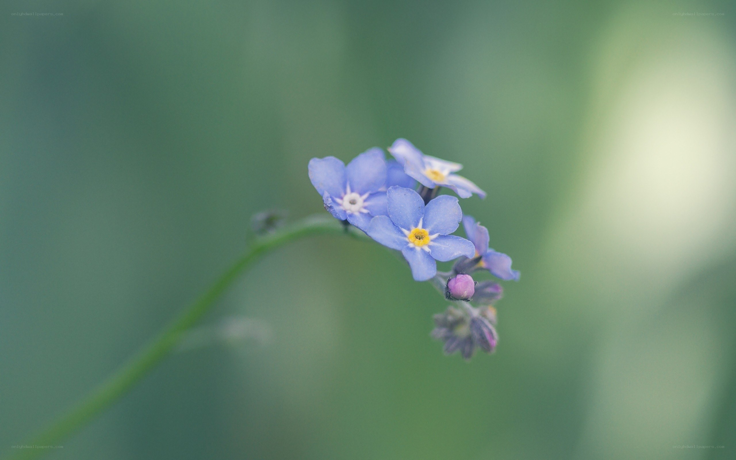 Blue flowers in soft focus