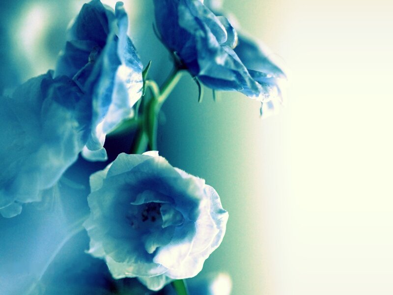 Blue flowers in soft light