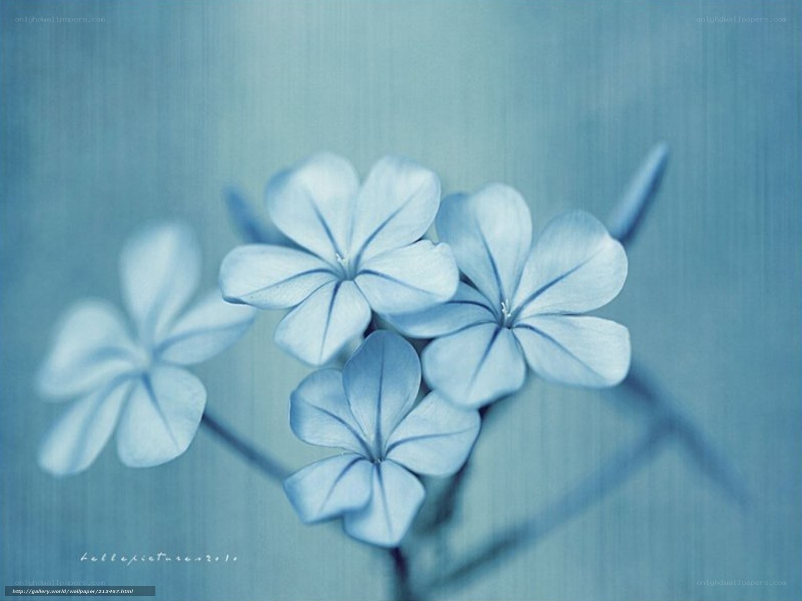 blue flowers in soft light