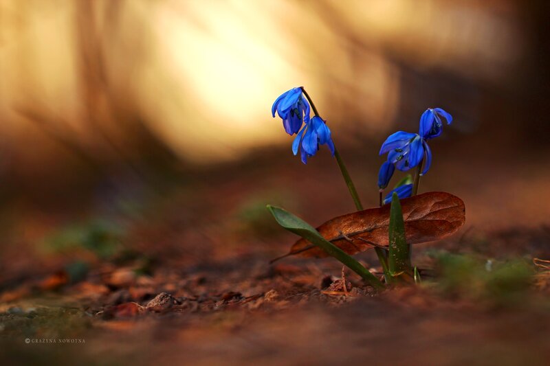 Blue Flowers in Soil