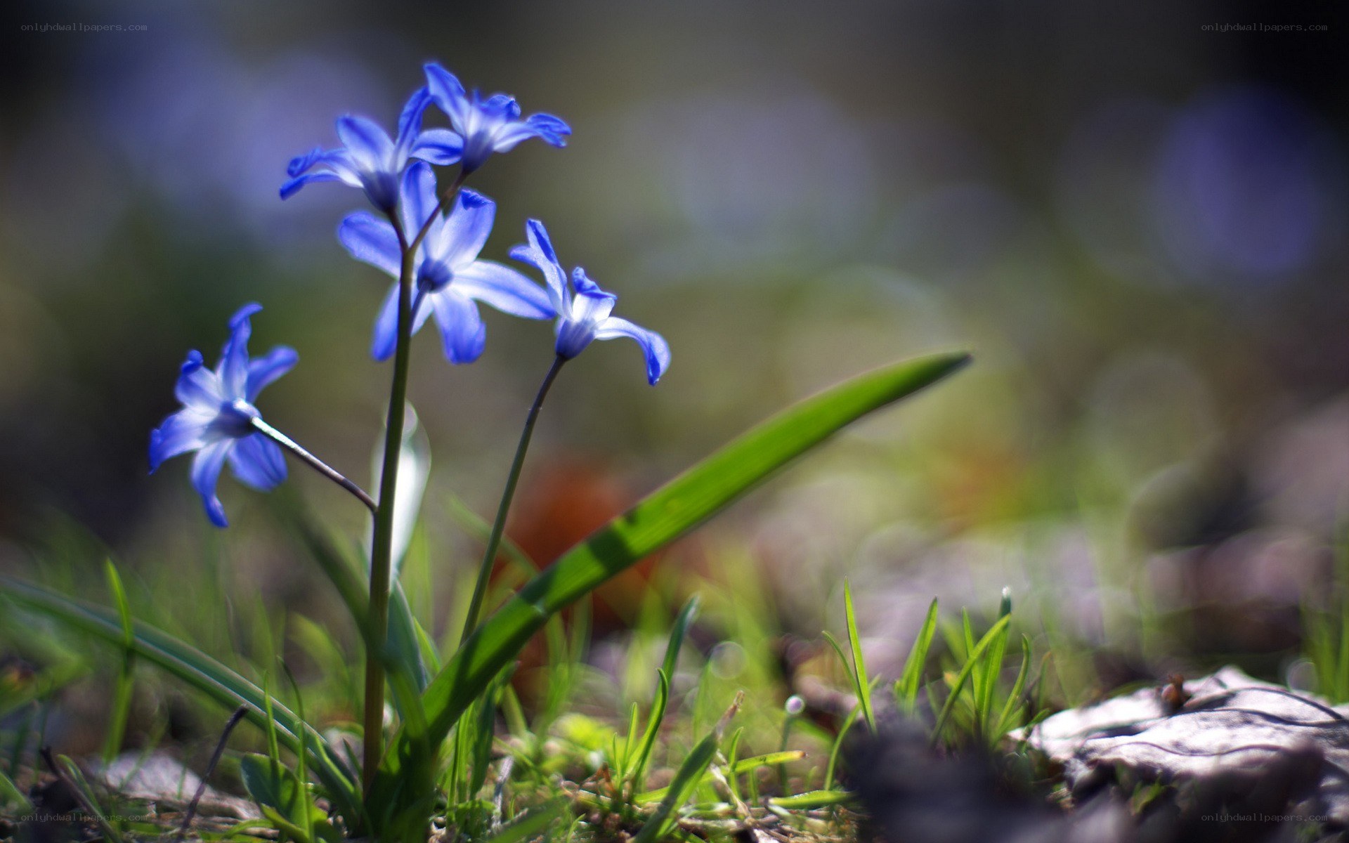 Blue flowers in spring