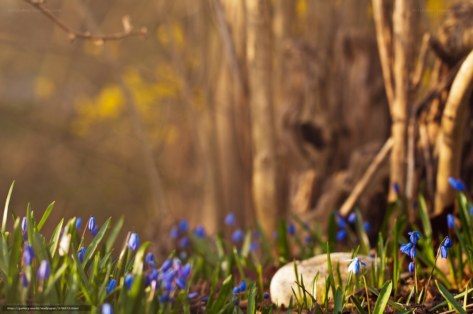 Blue flowers in spring forest