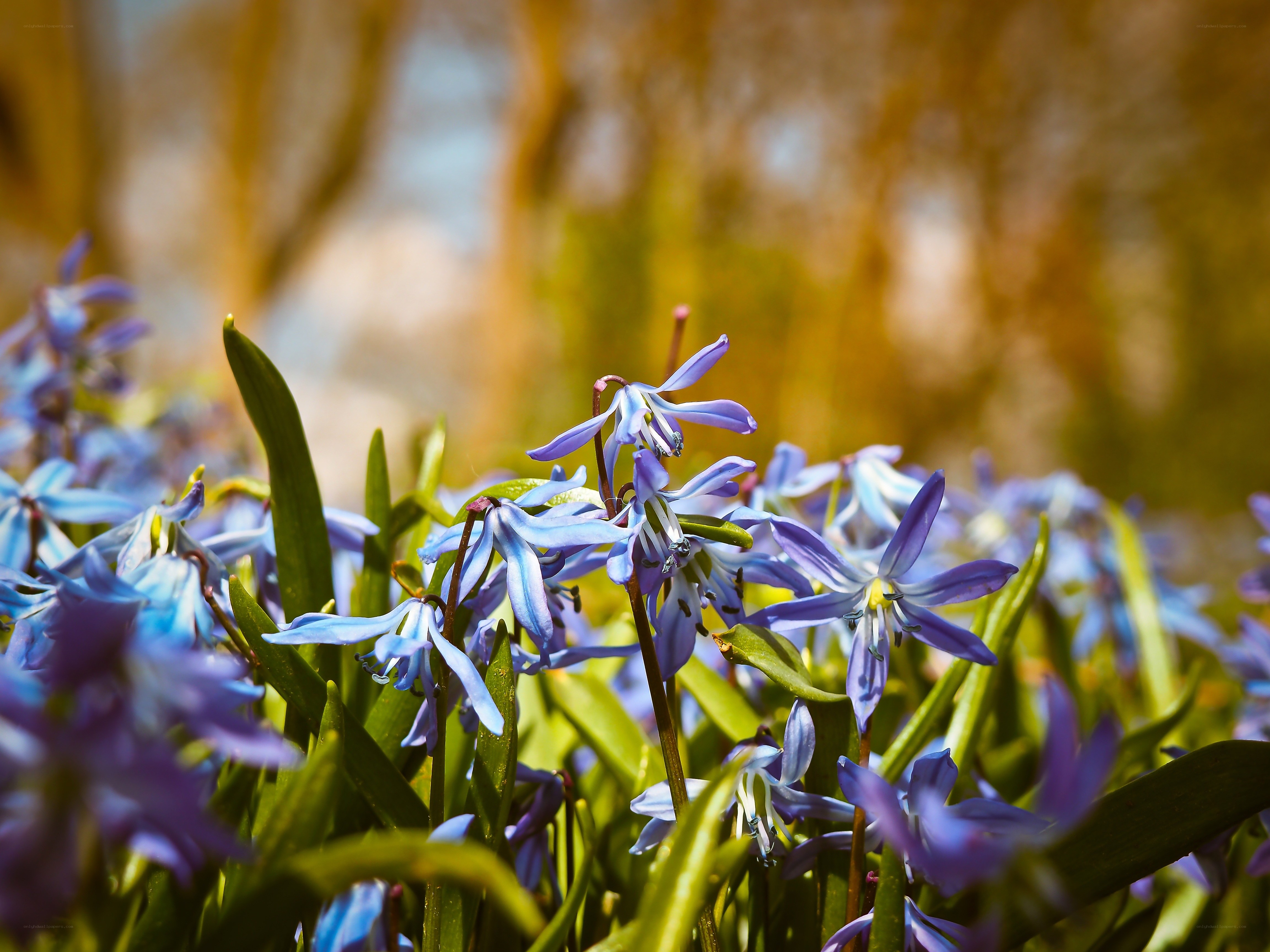 Blue flowers in spring sunlight