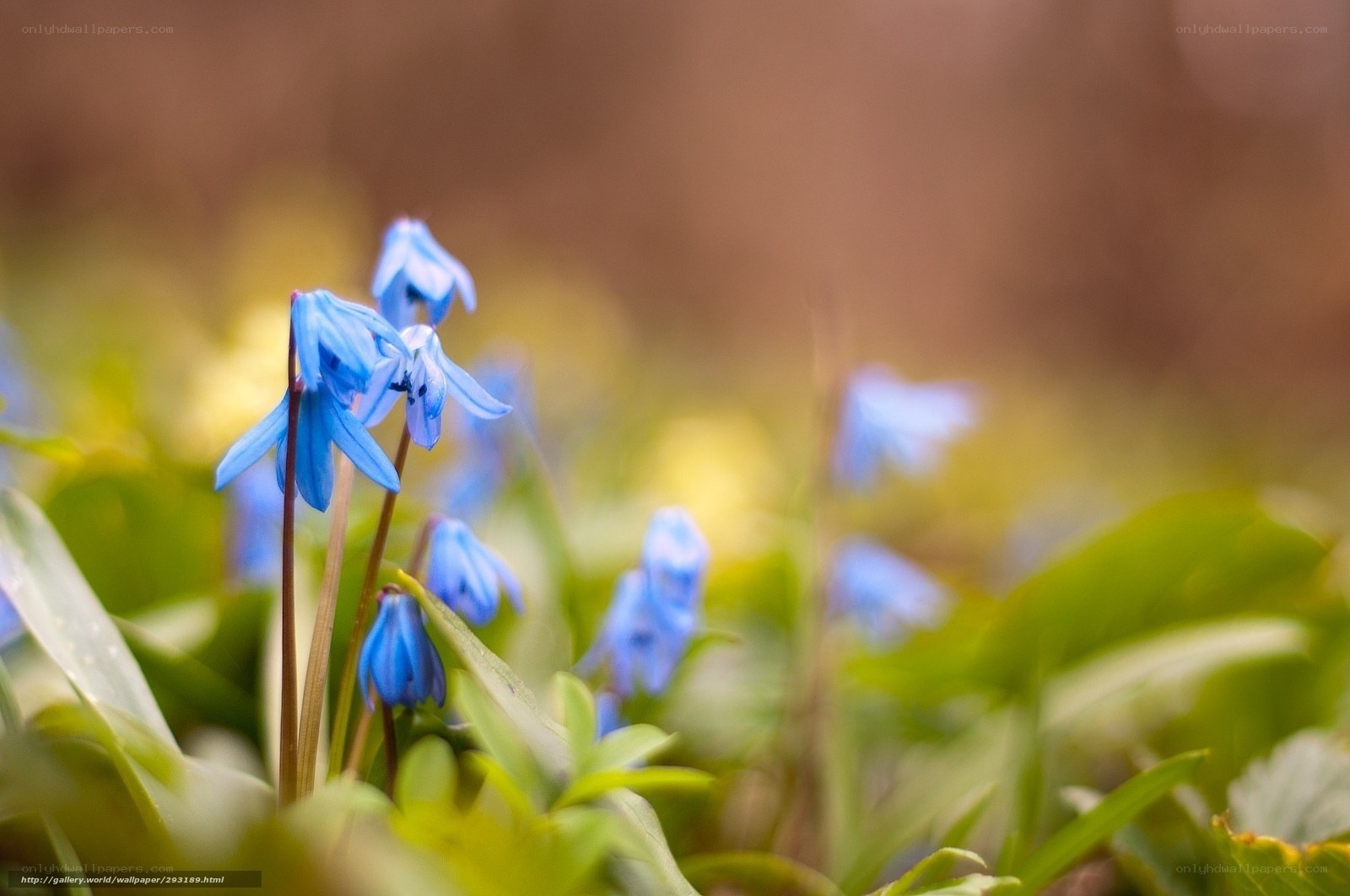 Blue flowers in spring