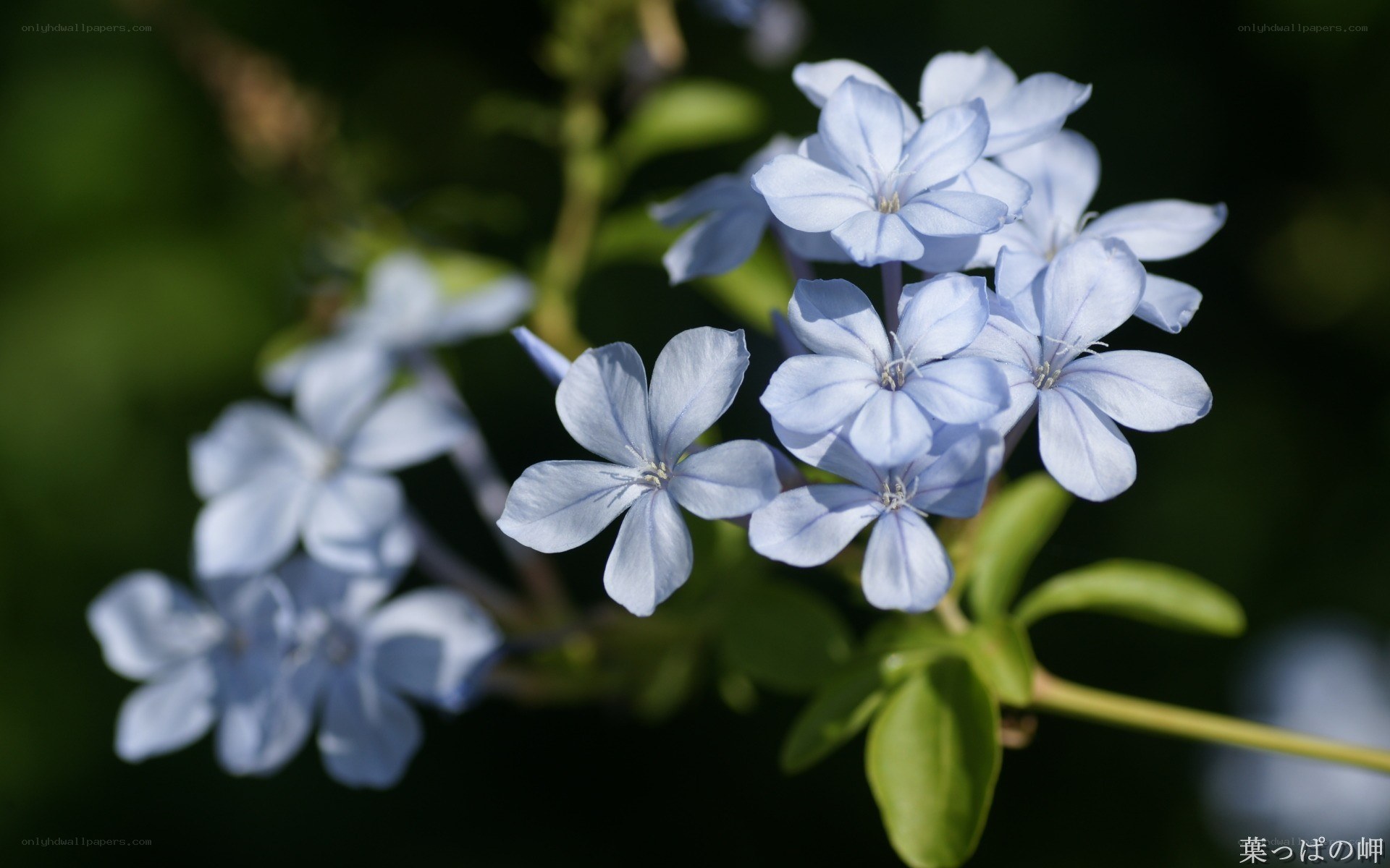 blue flowers in sunlight