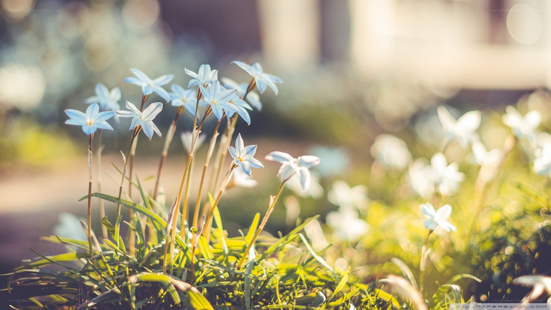 Blue flowers in sunlight