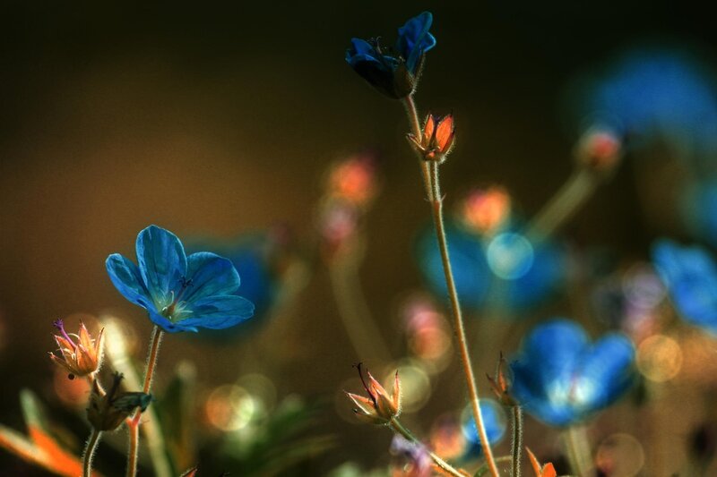Blue Flowers in Sunlight — Dramatic