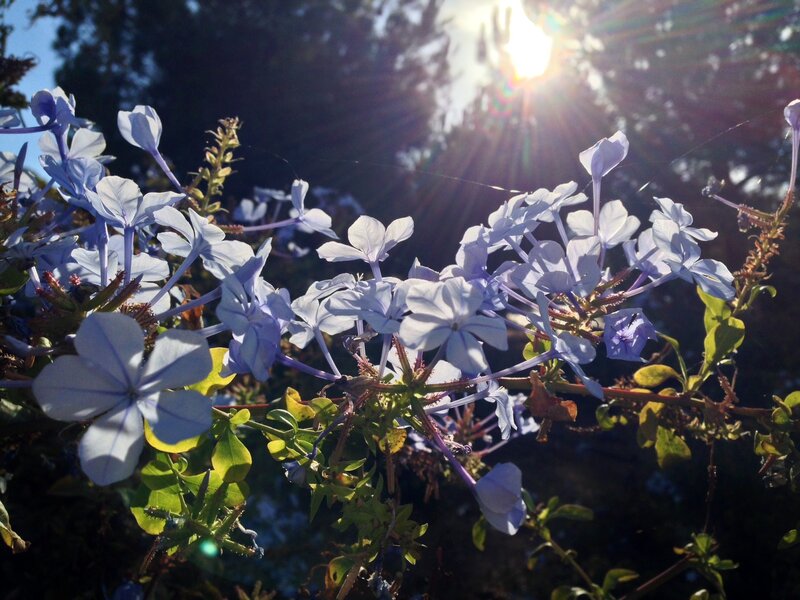 Blue Flowers in Sunlight — Serene, Afternoon