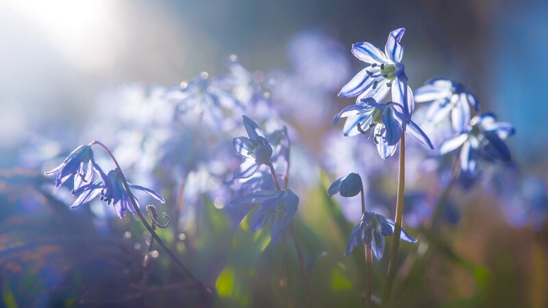 Blue Flowers in Sunlight — Serene, Morning