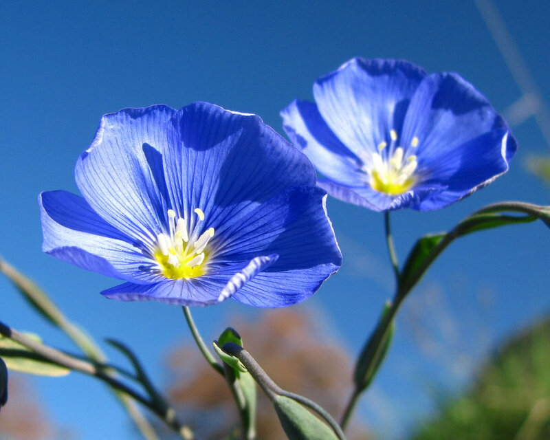 Blue Flowers in Sunlight — Serene