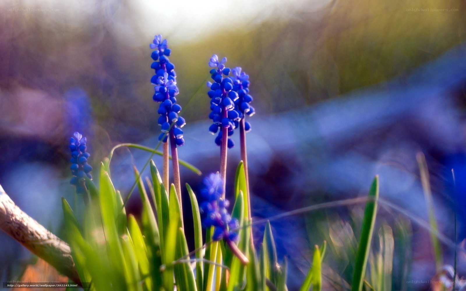 Blue flowers in sunlight
