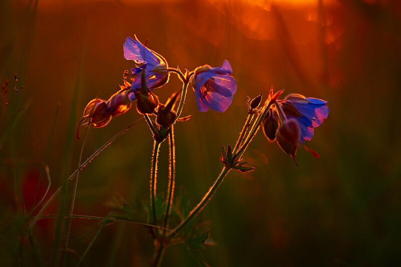 Blue Flowers in Sunset