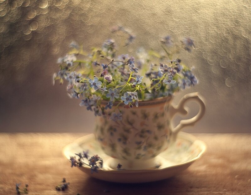 Blue Flowers in Teacup — Serene, Photograph