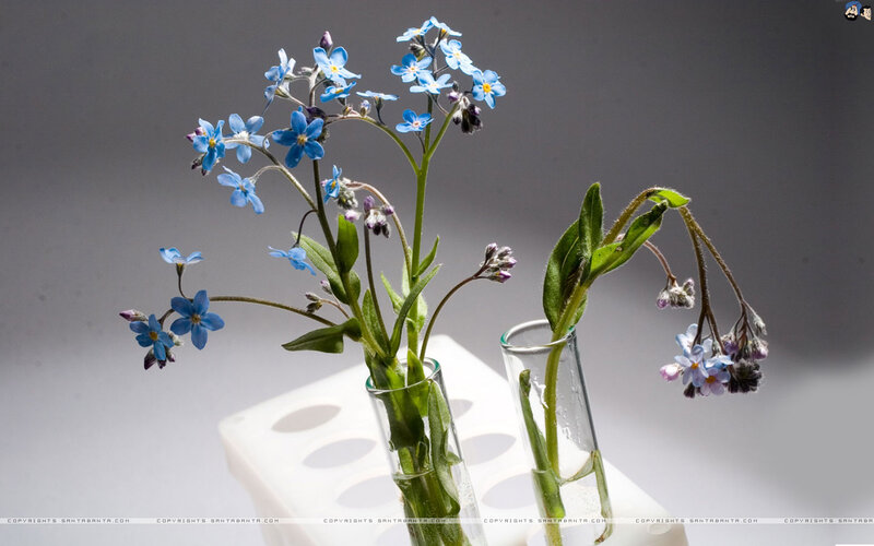 Blue Flowers in Test Tubes — Calm