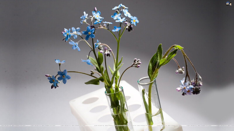 Blue Flowers in Test Tubes