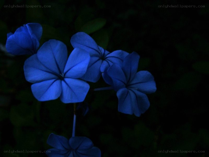 blue flowers in the dark