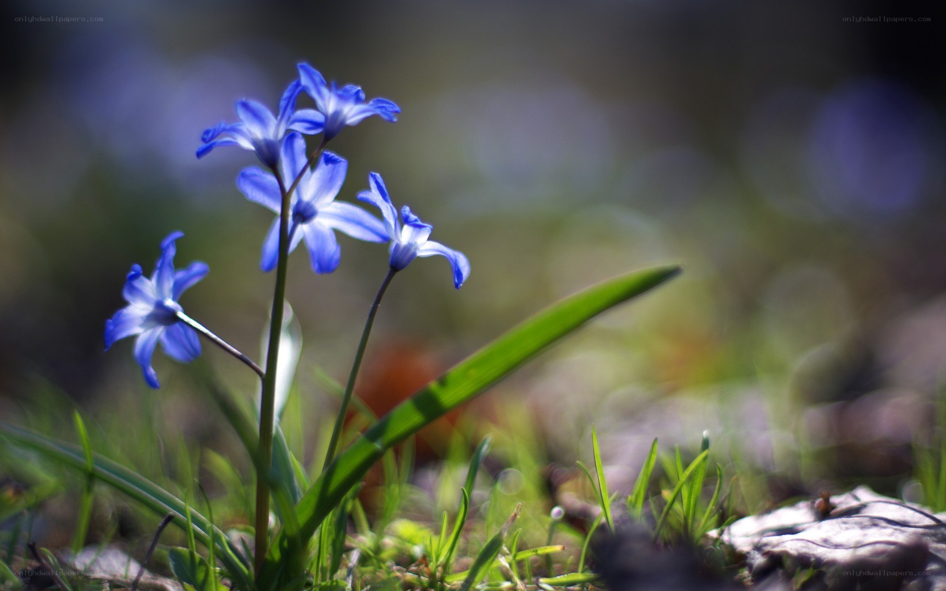 Blue flowers in the grass