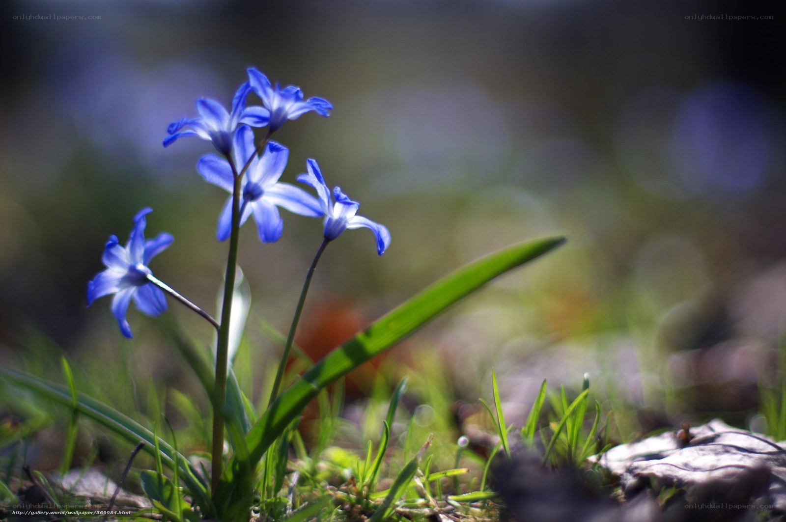 Blue flowers in the grass