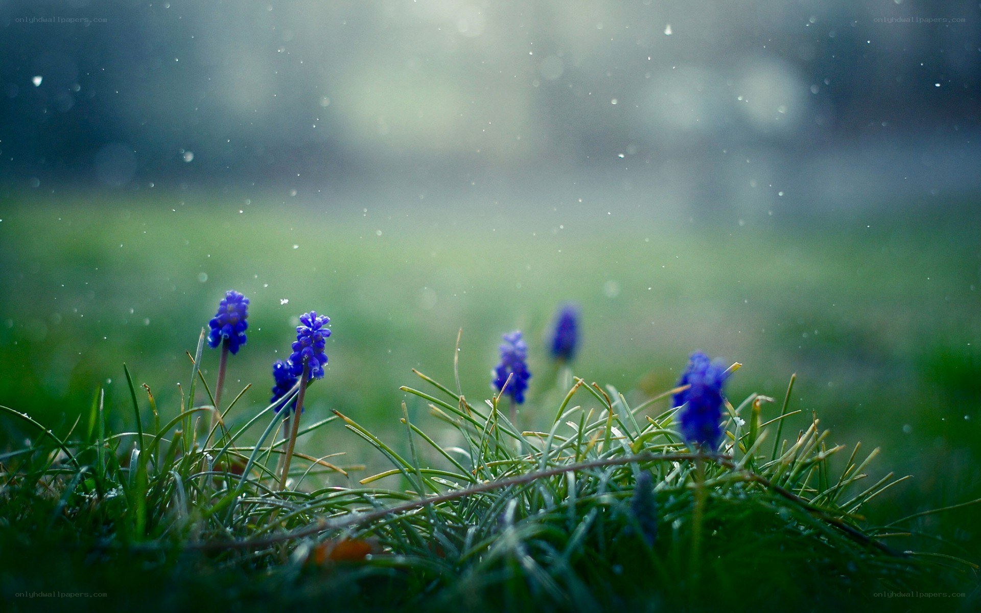 Blue flowers in the rain
