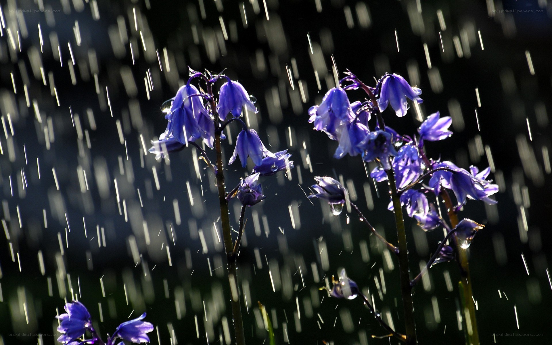Blue flowers in the rain