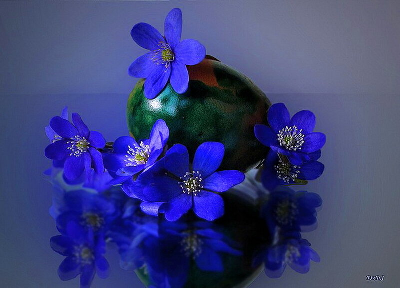 Blue Flowers in Vase — Calm, Photograph, Reflection