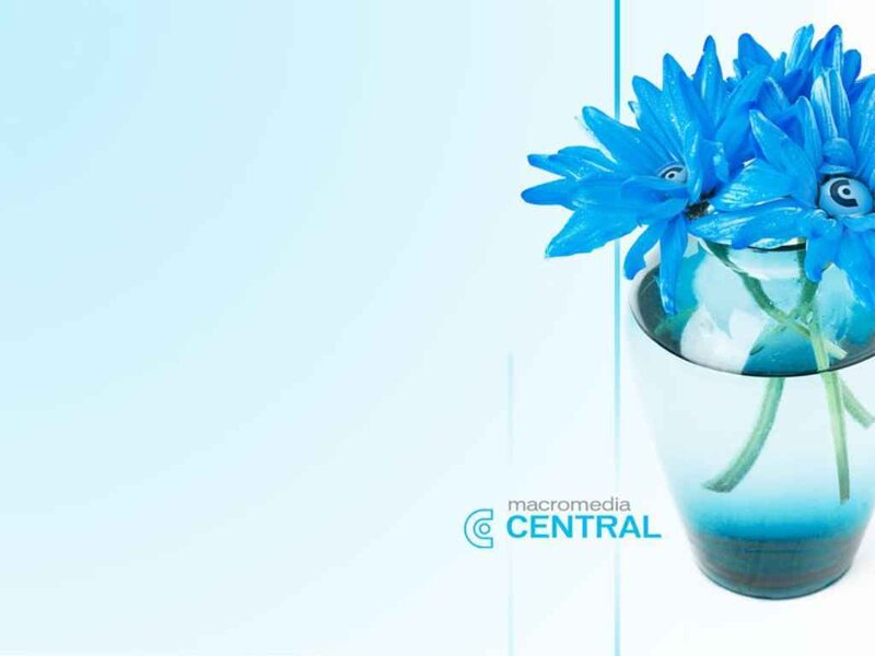 Blue Flowers in Vase — Calm, Photograph