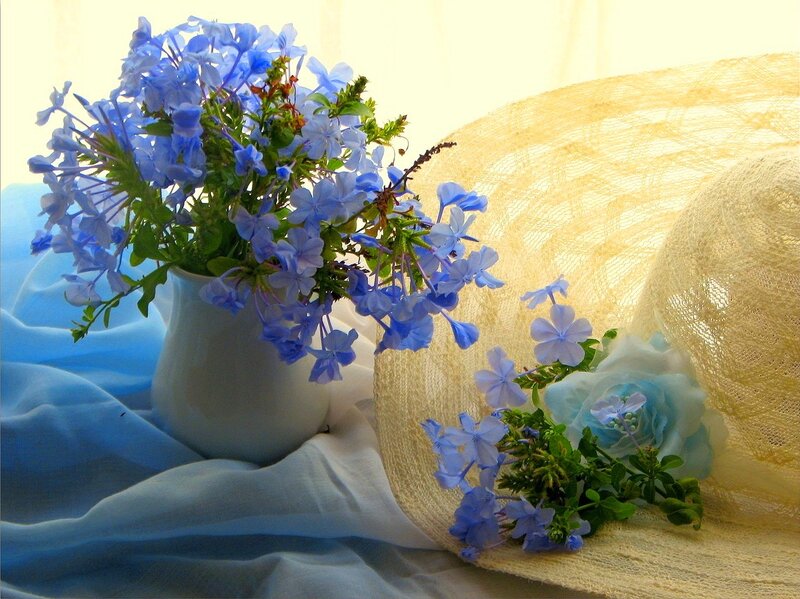 Blue Flowers in Vase — Serene, Morning, Photograph, Hat