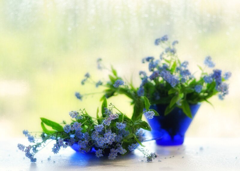 Blue Flowers in Vases — Serene, Morning, Photograph