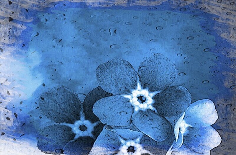Blue Flowers in Water — Calm