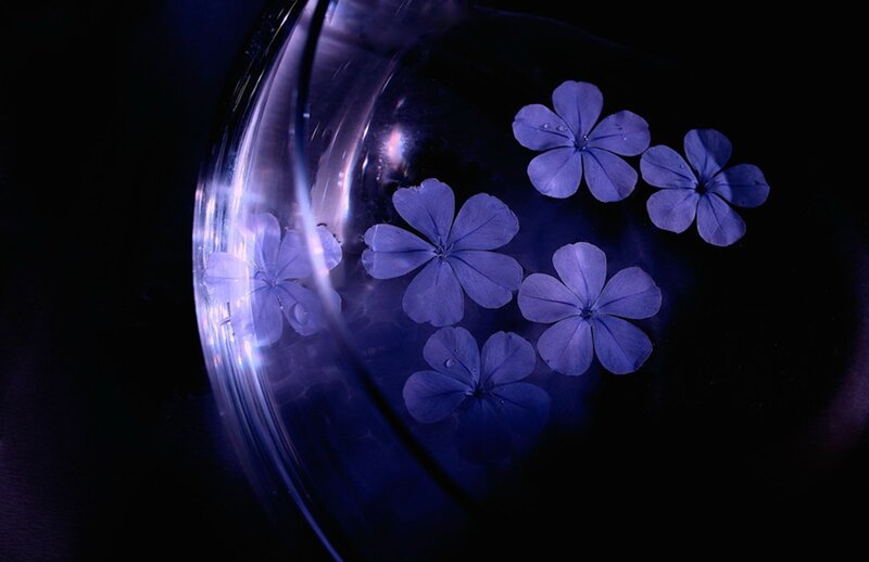Blue Flowers in Water — Purple
