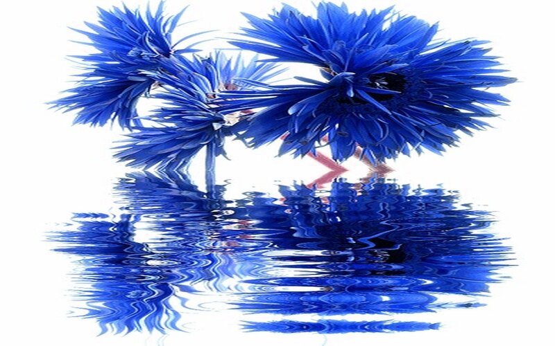 Blue Flowers in Water — Serene, Digital Art, Reflection
