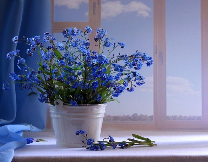 Blue Flowers in White Bucket