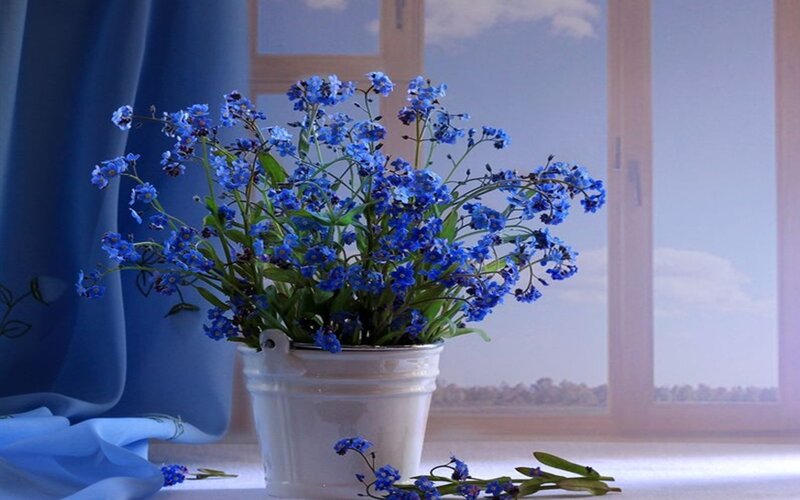 Blue Flowers in White Pot