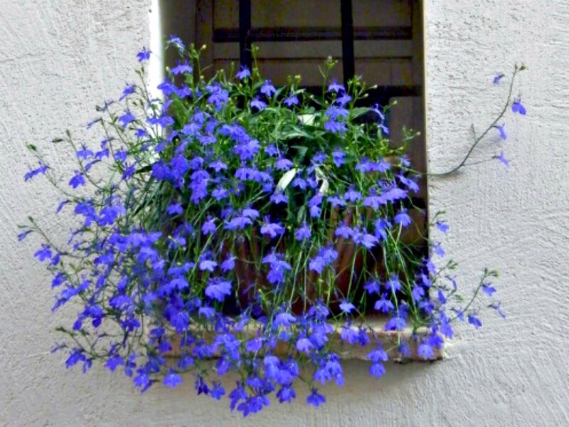 Blue Flowers in Window Box — Calm
