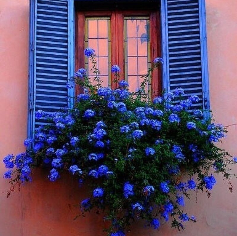 Blue Flowers in Window Box