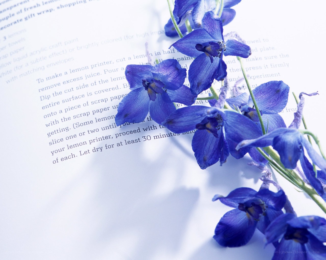 blue flowers on a book page