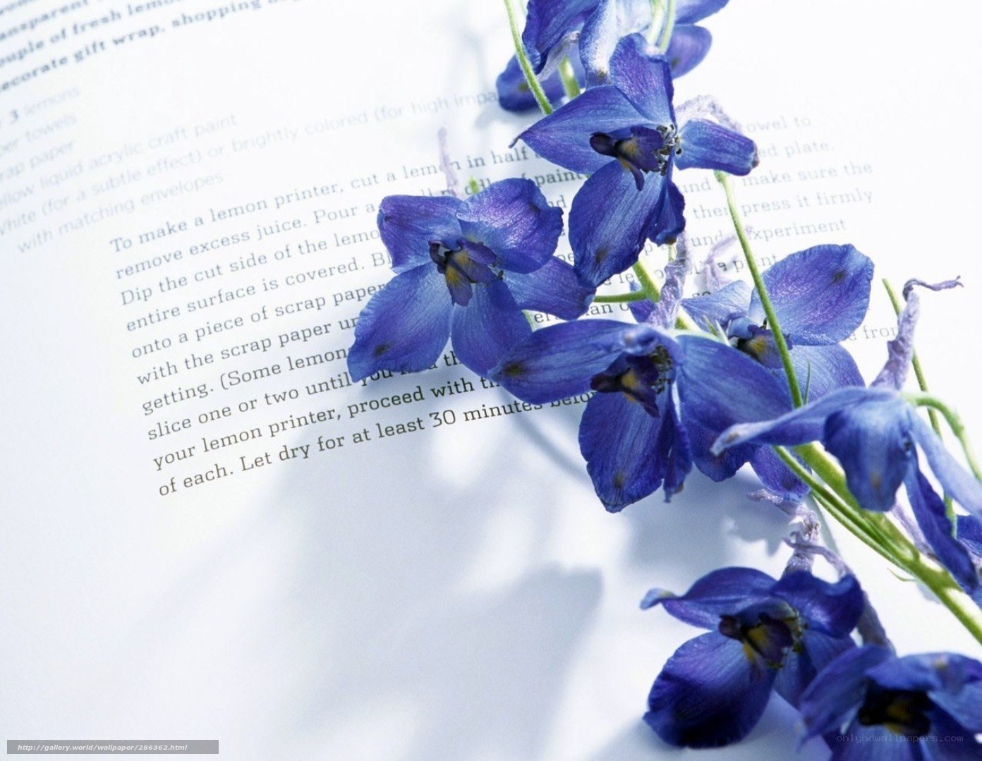 blue flowers on a book page