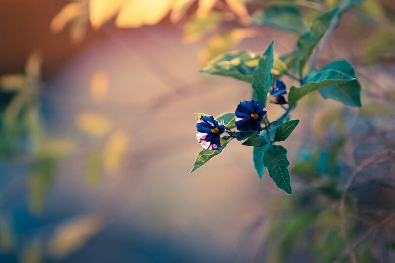 Blue Flowers on a Branch